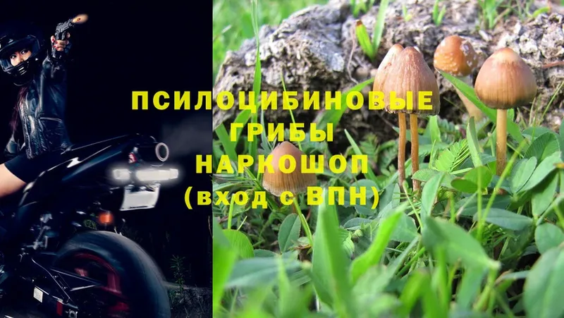 Галлюциногенные грибы Psilocybe  Мичуринск 